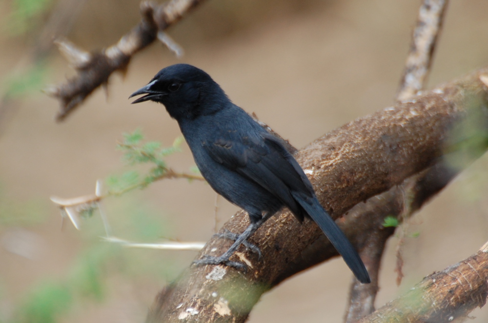 Tanzania - Uccello: Melaenornis pammelaina